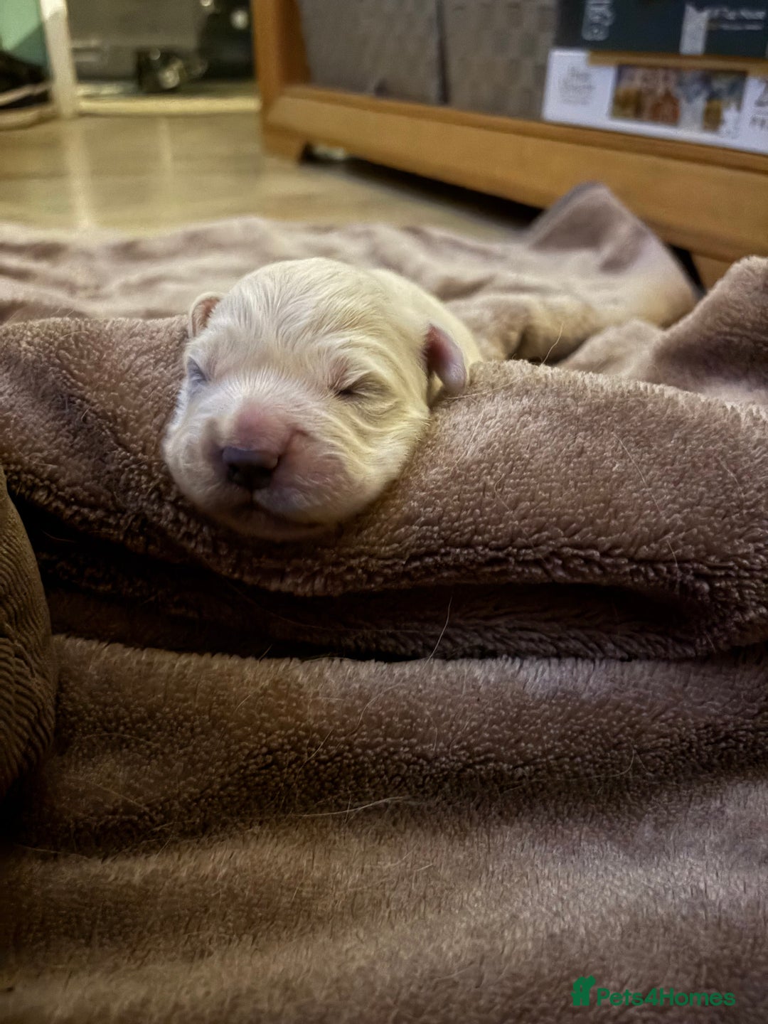 Golden Retriever dogs for sale: KC registered Golden retriever boy puppy - Advert 15