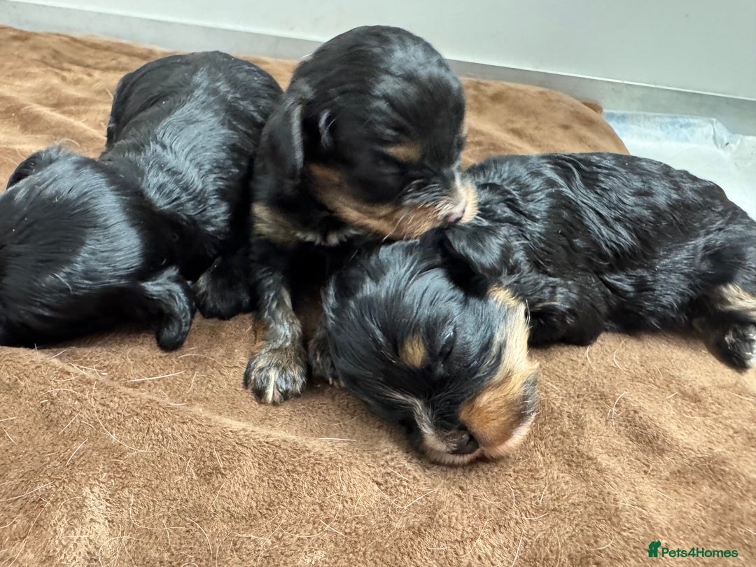 Cavapoo dogs for sale: Cavapoo puppies f1  - Advert 13