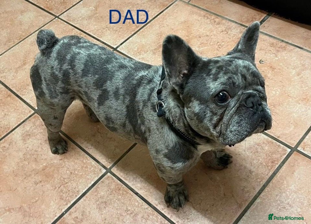 French Bulldog dogs for sale: 1 GIRL REMAINING FROM LITTER OF 5 FRENCH BULLDOGS  - Advert 11