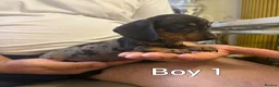 Miniature Dachshund dogs for sale: Miniature Dachshund - Advert 4