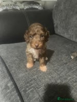 Cockapoo dogs - Advert 1