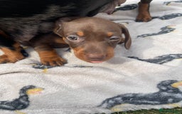 Miniature Dachshund dogs for sale: KC Reg Pedigree Mini Smooth Haired Dachshunds - Image 37