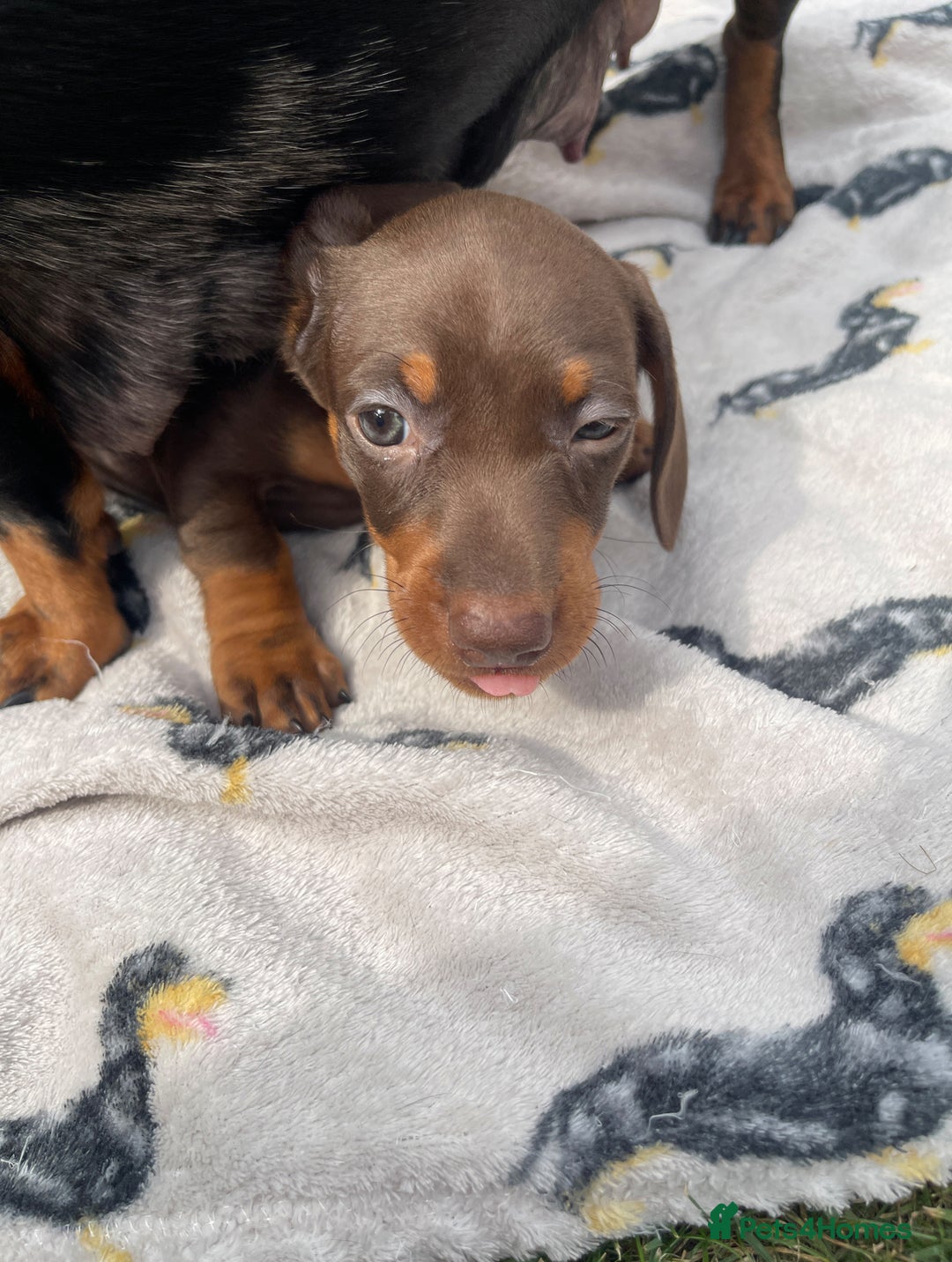 Miniature Dachshund dogs for sale: KC Reg Pedigree Mini Smooth Haired Dachshunds - Image 37