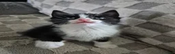 Domestic Shorthair cats for sale: Beautiful black and tabby babies  - Advert 29
