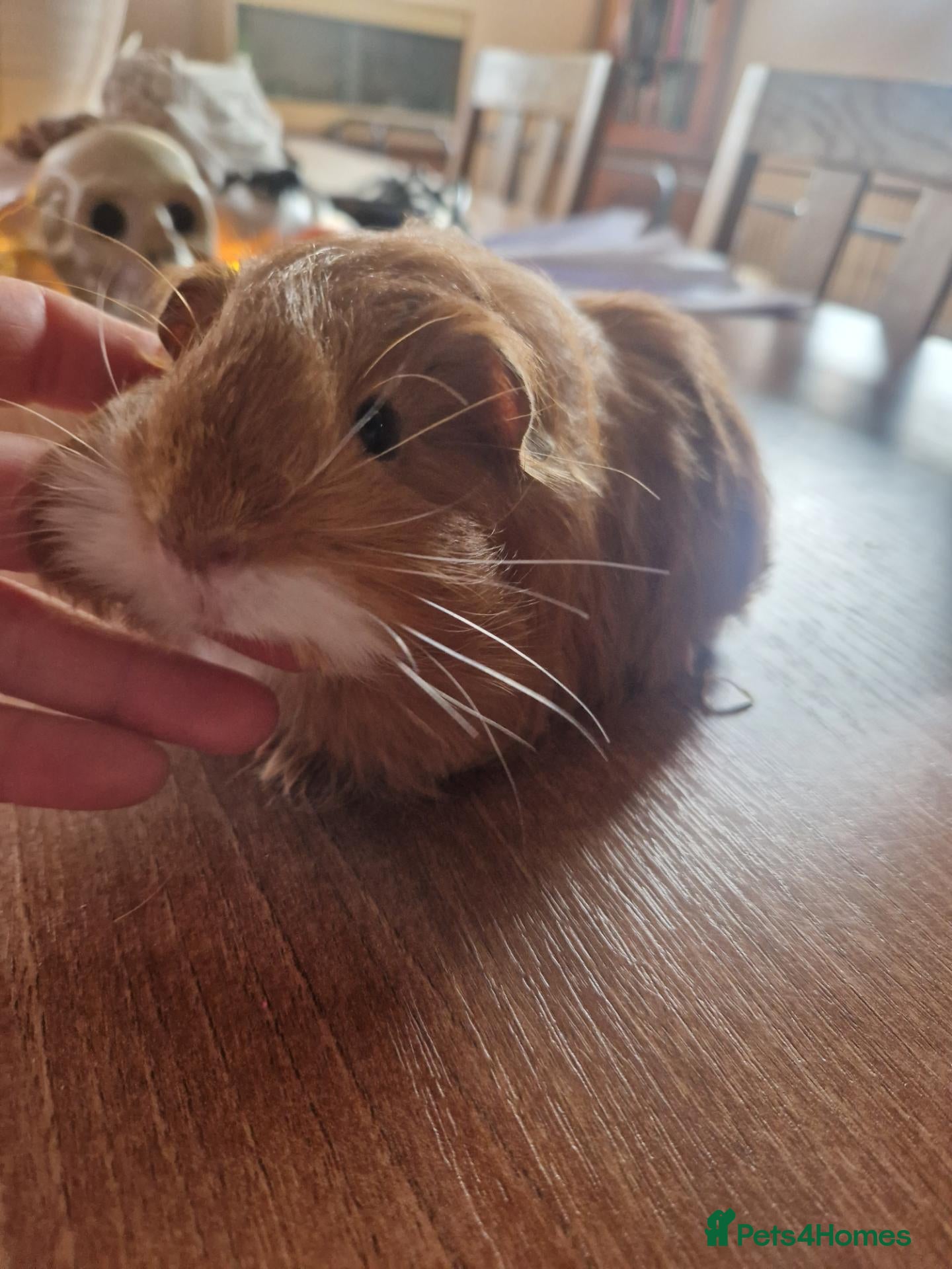 Guinea Pig rodents for sale: Pair of boar guinea pigs - Advert 1