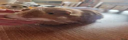 Guinea Pig rodents for sale: Pair of boar guinea pigs - Advert 1