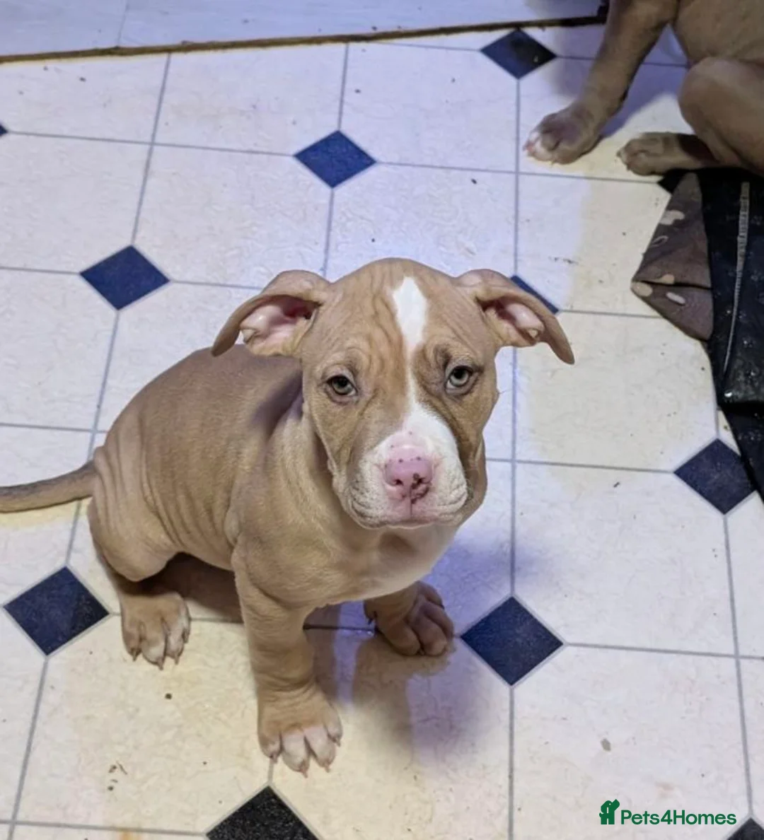 Bullmastiff dogs for sale: Pitbull Mastiff Pups  in London - Advert 3