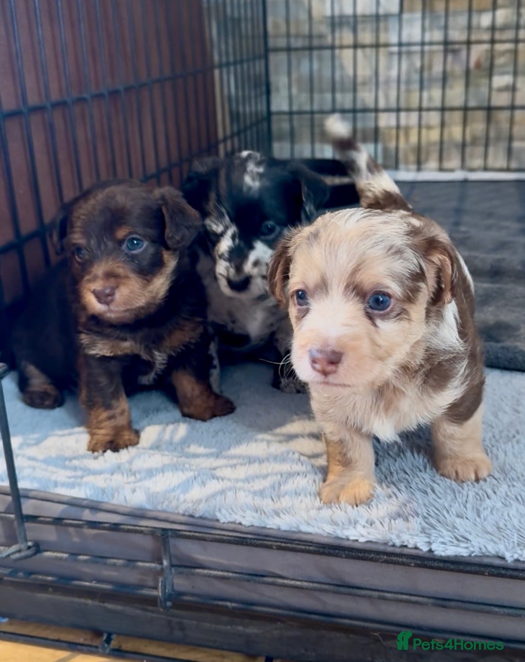 Jackapoo dogs for sale: Merle jackapoo pups (much Wenlock lines) - Image 1