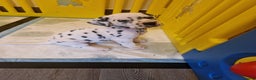 Dalmatian dogs for sale: ❤️Exceptional fully hearing KC Dalmatians❤️ - Advert 5