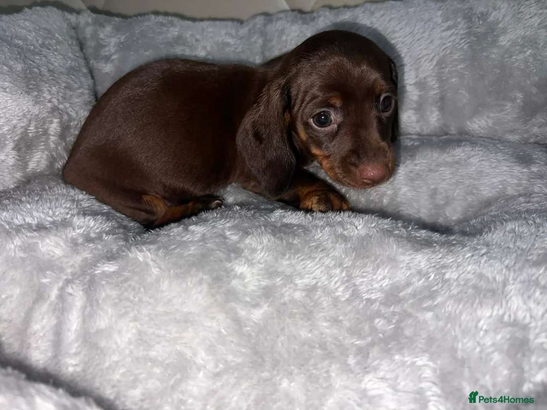 Miniature Dachshund dogs for sale: Miniature Daschund puppy girl in Manchester - Advert 8