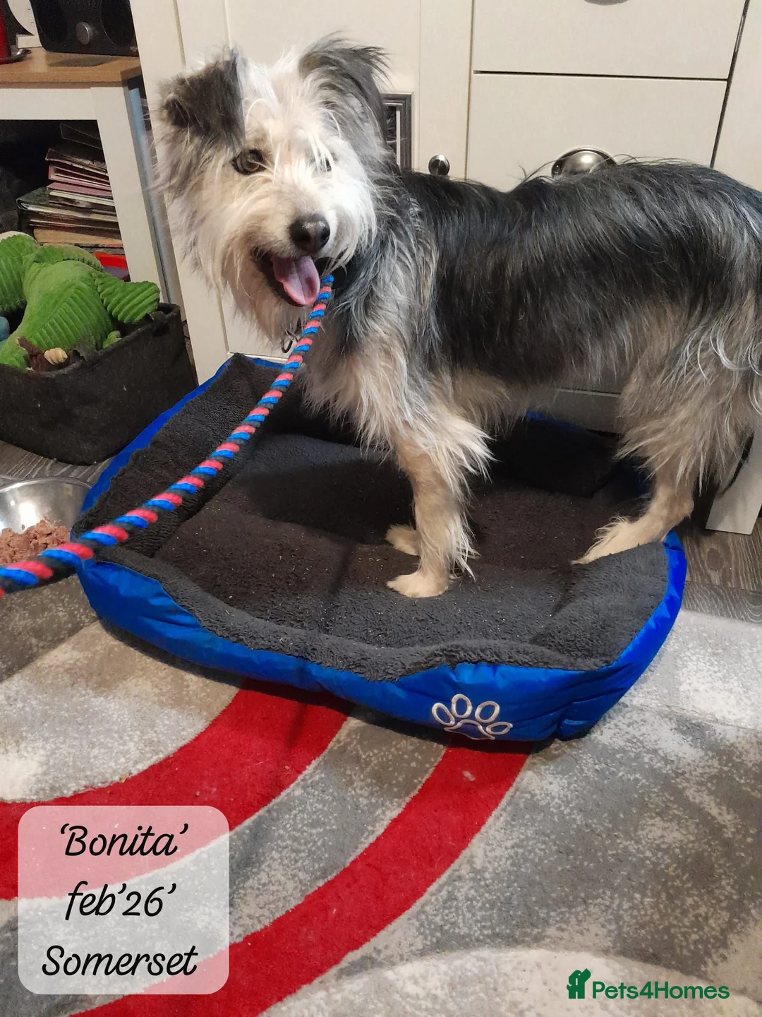 Mixed Breed dogs for adoption: Bonita, aprox 3 yrs. is Adopted . - Advert 2