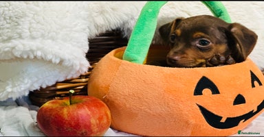 Mixed Breed dogs - Advert 11