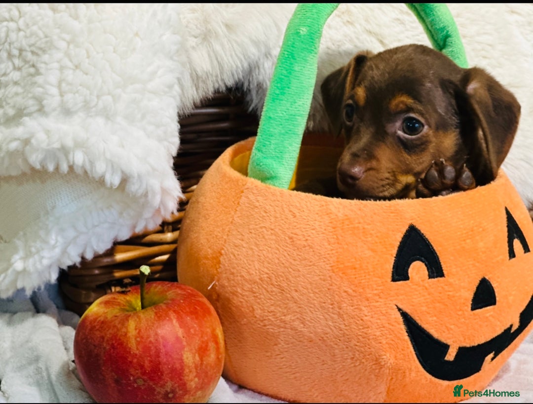 Mixed Breed dogs for sale: Wonderful daxijacks !! 🐶 - Image 3