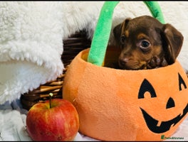 Mixed Breed dogs - Advert 11