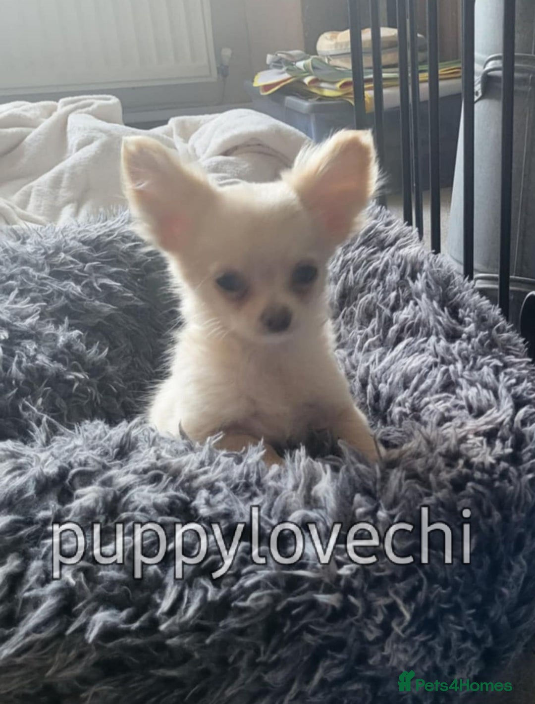 Chihuahua dogs for sale: READY NOW!! Kc Long Coat Chihuahua Boy Top Lines. - Image 11