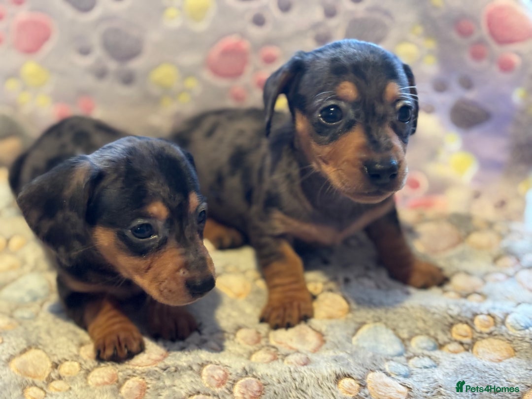 Dachshund dogs for sale: Stunning Miniature Dachshund Pups - Image 9