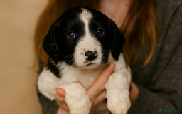 Sprocker dogs for sale: Spaniel Puppies  - Advert 17