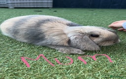Mini Lop rabbits for sale: Mini lop bunnies for sale - Image 5