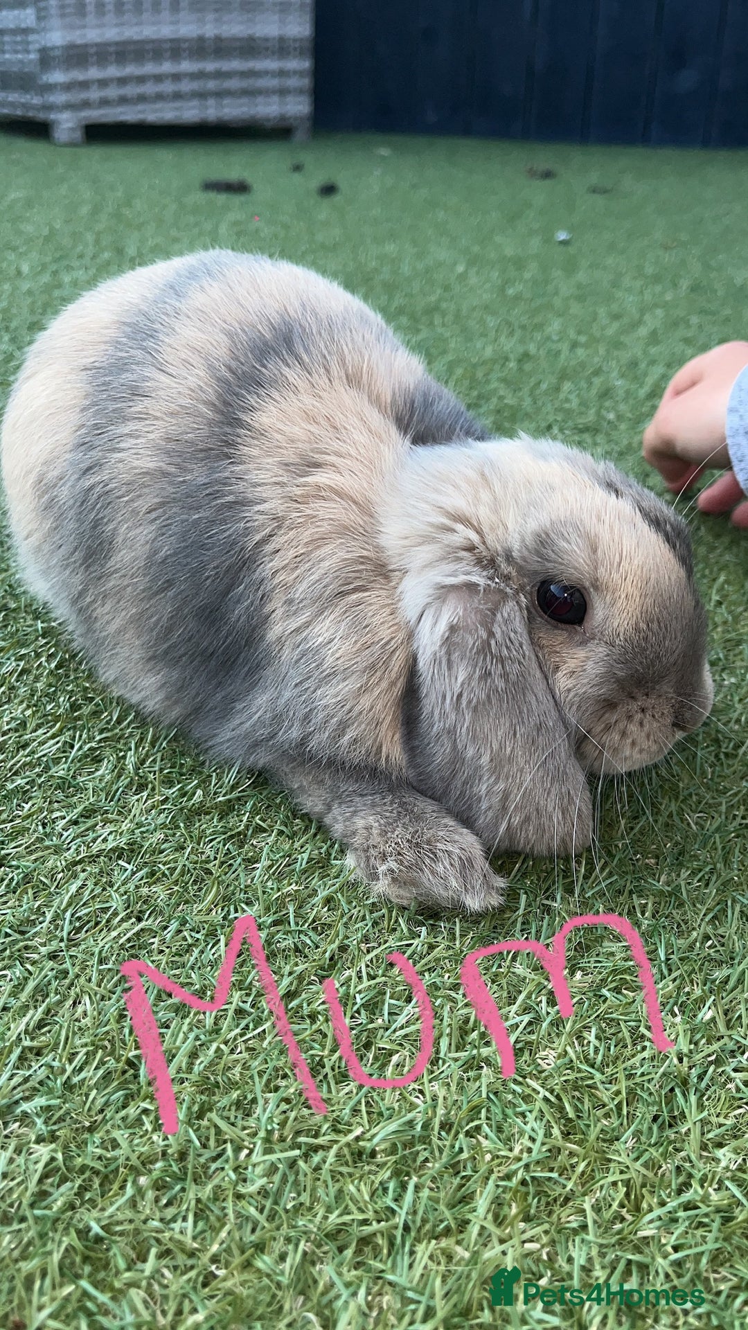 Mini Lop rabbits for sale: Mini lop bunnies for sale - Image 5