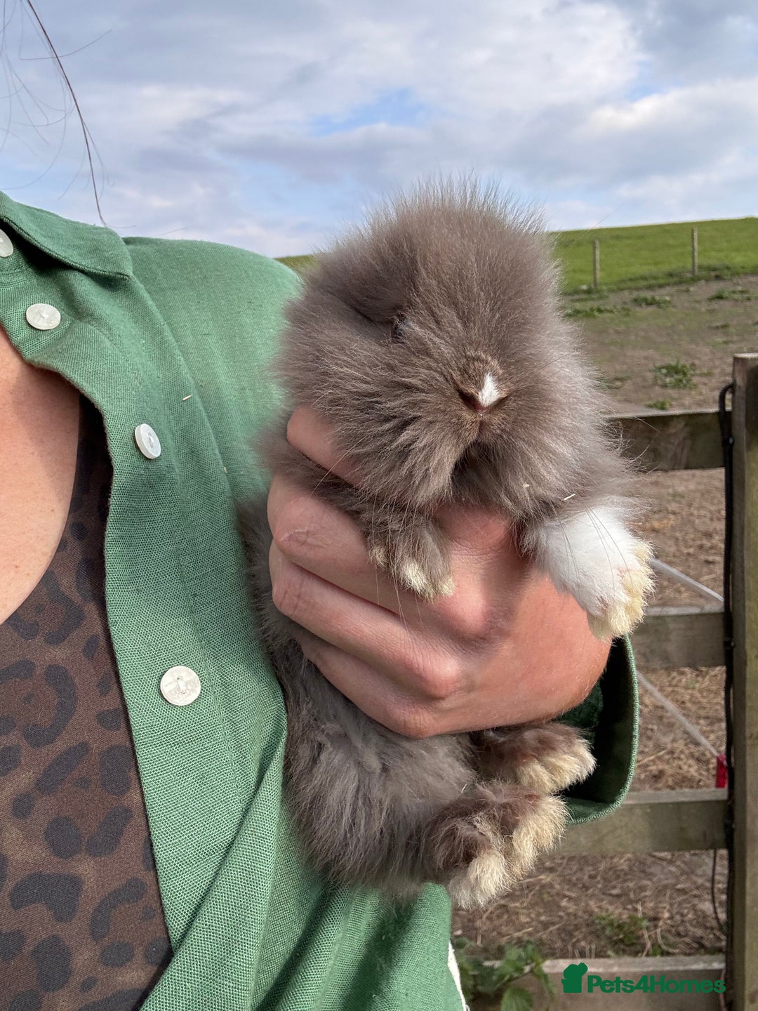 Mini Lion Lop rabbits for sale: 2 Double main lop bunnies  - Image 2