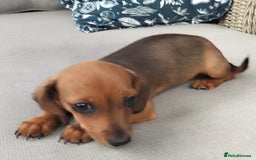 Dachshund dogs for sale: Shaded Red Dachshund Girl - Image 1