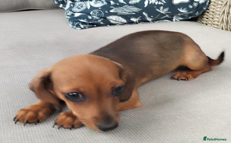 Dachshund dogs - Advert 12