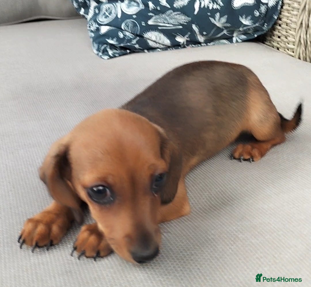 Dachshund dogs for sale: Shaded Red Dachshund Girl - Image 1