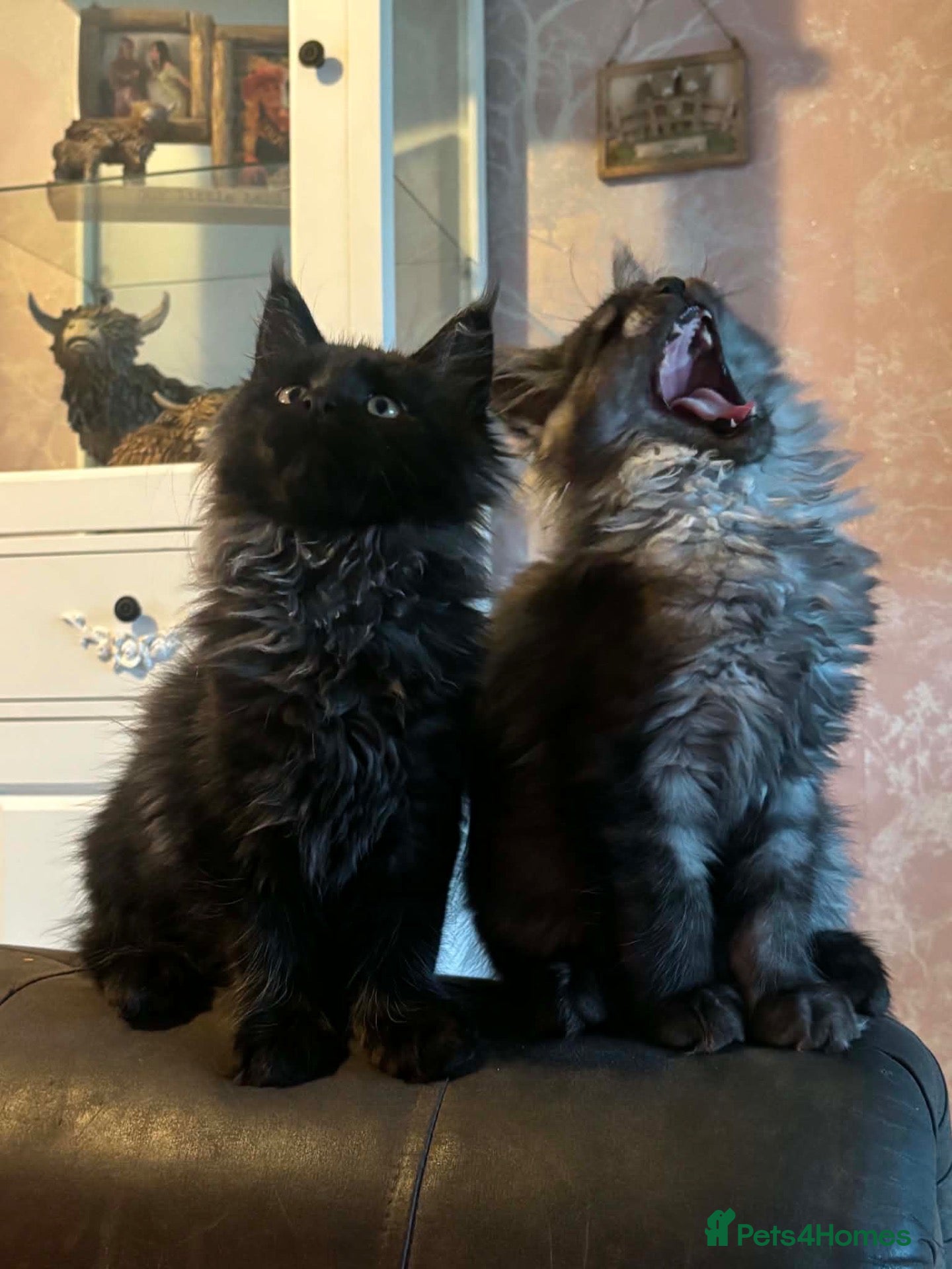 Maine Coon cats Tica registered black smoked male Maine coon - Advert 2