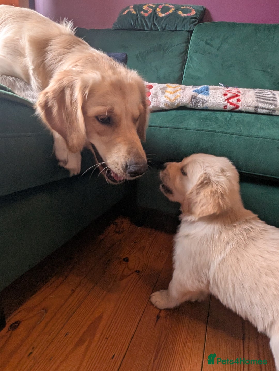 Golden Retriever dogs for sale:  KC Registered Golden Retriever Puppies.  - Image 21