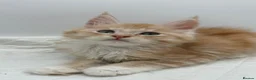 Maine Coon cats for sale: TICA Reg Maine Coon Kittens Red & Tortie Babies - Advert 2