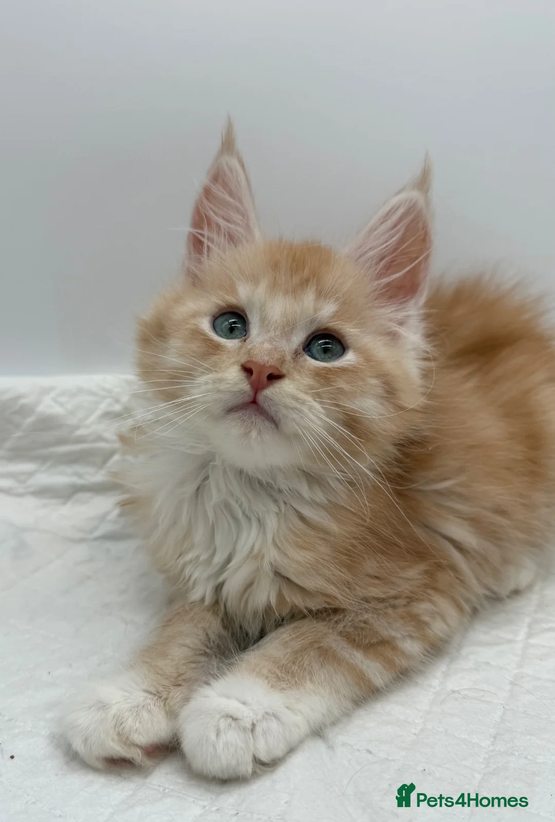 Maine Coon cats for sale: TICA Reg Maine Coon Kittens Red & Tortie Babies - Advert 2