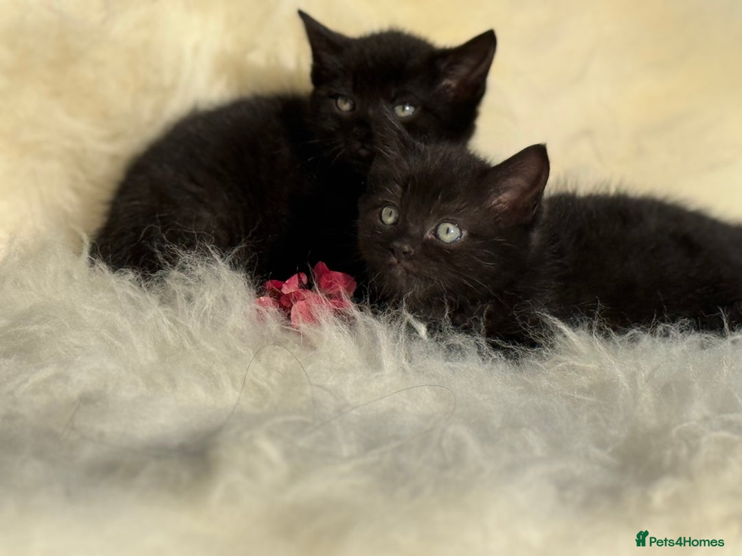 Mixed Breed cats for sale: Beutiful, Kittens Raised to Highest Standard - Image 3