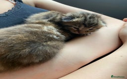 Maine Coon cats for sale: White Maine Coon boy  - Image 15