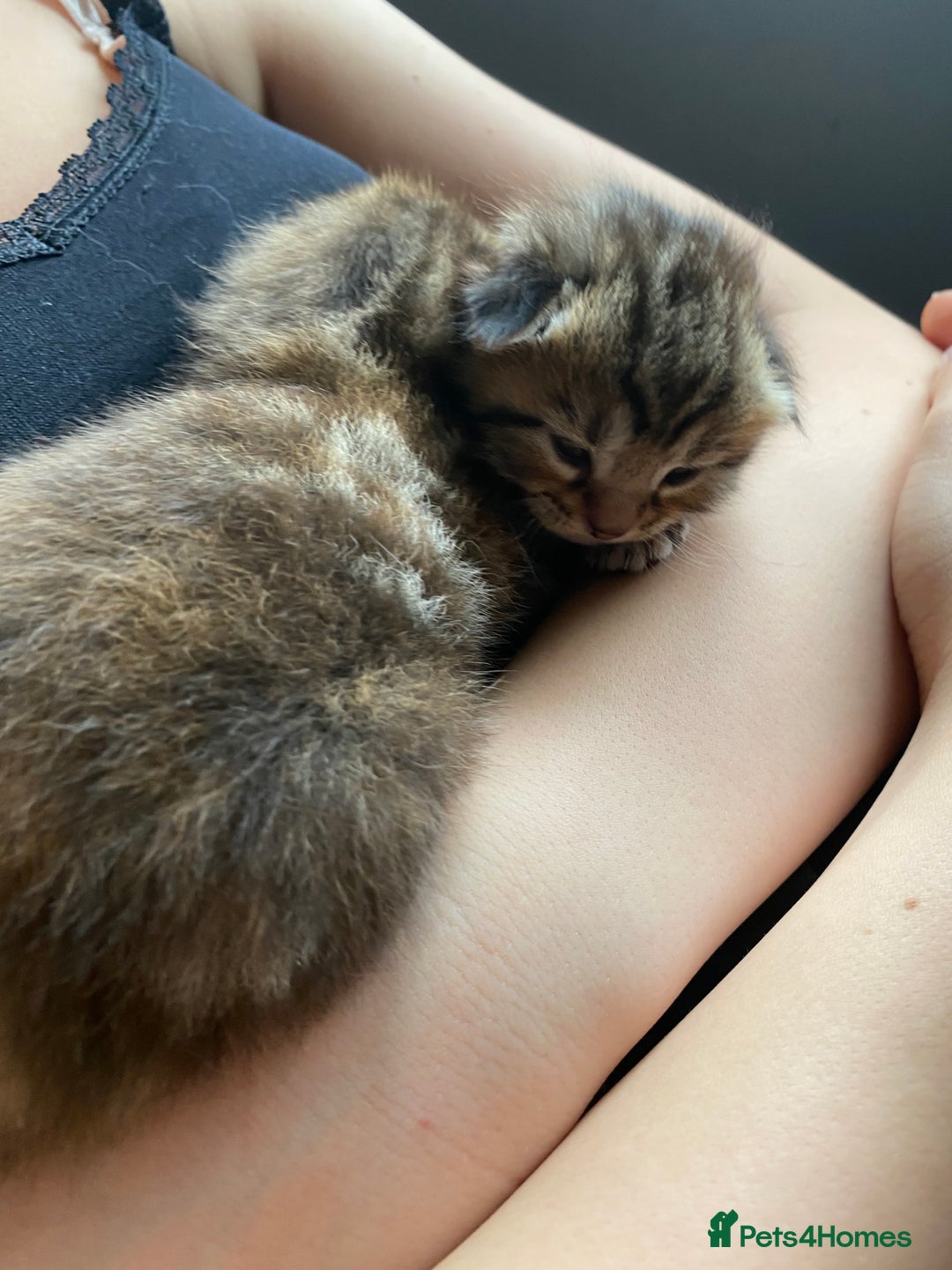 Maine Coon cats for sale: White Maine Coon boy  - Image 15