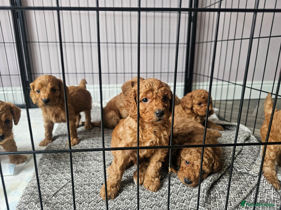 Cockapoo dogs for sale: Little teddy bears - Image 10