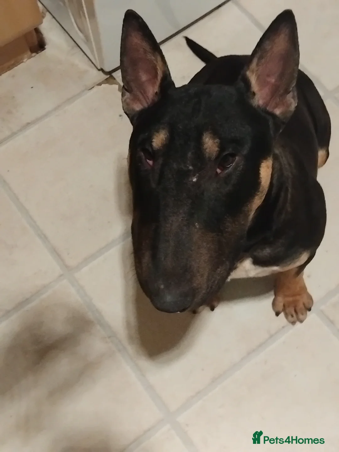 English Bull Terrier dogs for sale: English bull terrier tri male 9 mth old KC reg - Advert 6