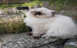 Persian cats for sale: Persian kitten female  - Image 2