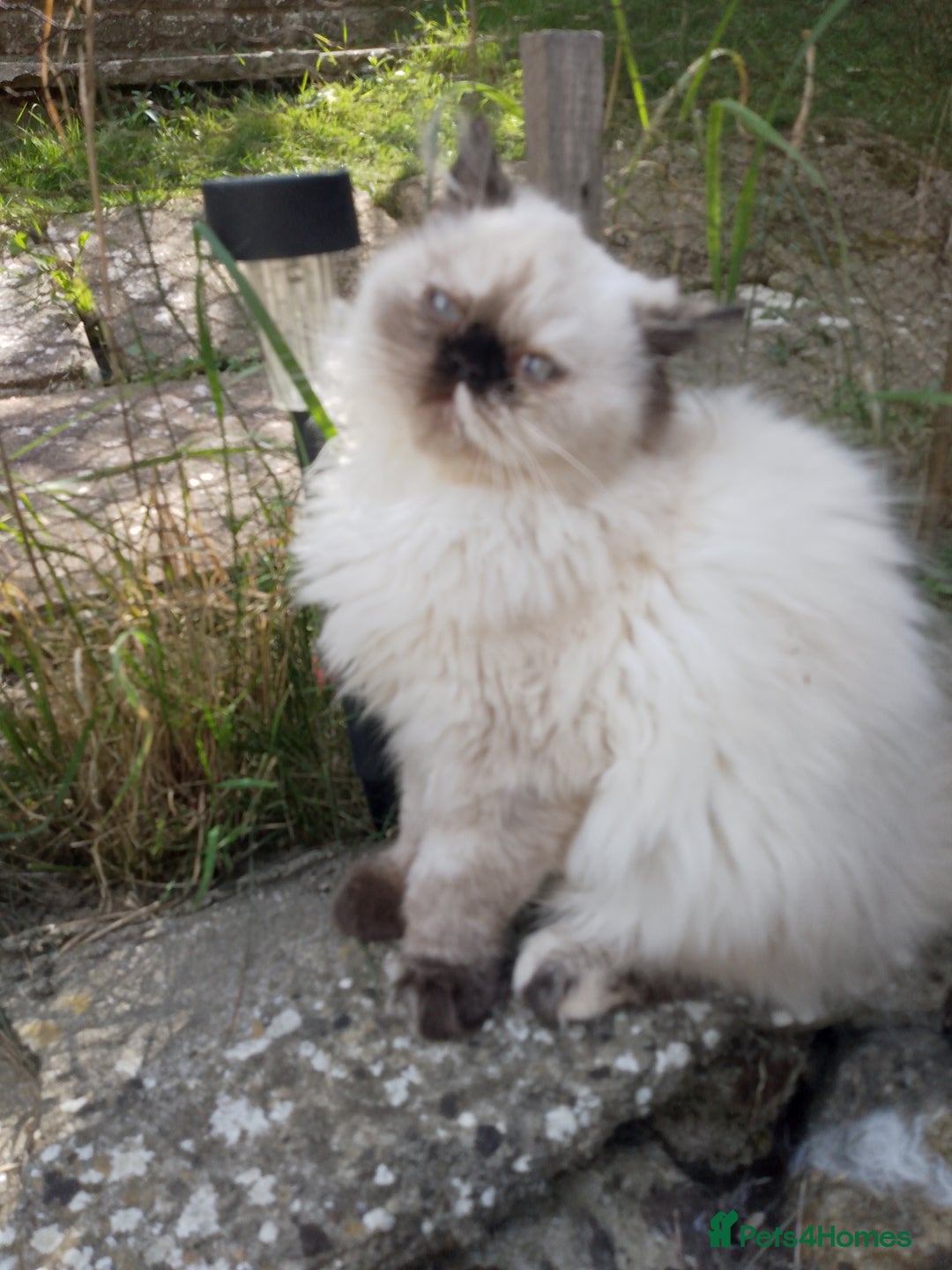 Persian cats for sale: Persian kitten female  - Image 2