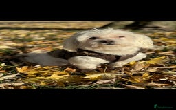 Maltese dogs for sale: ✨ Exquisite Maltese Puppies Available✨ - Advert 20