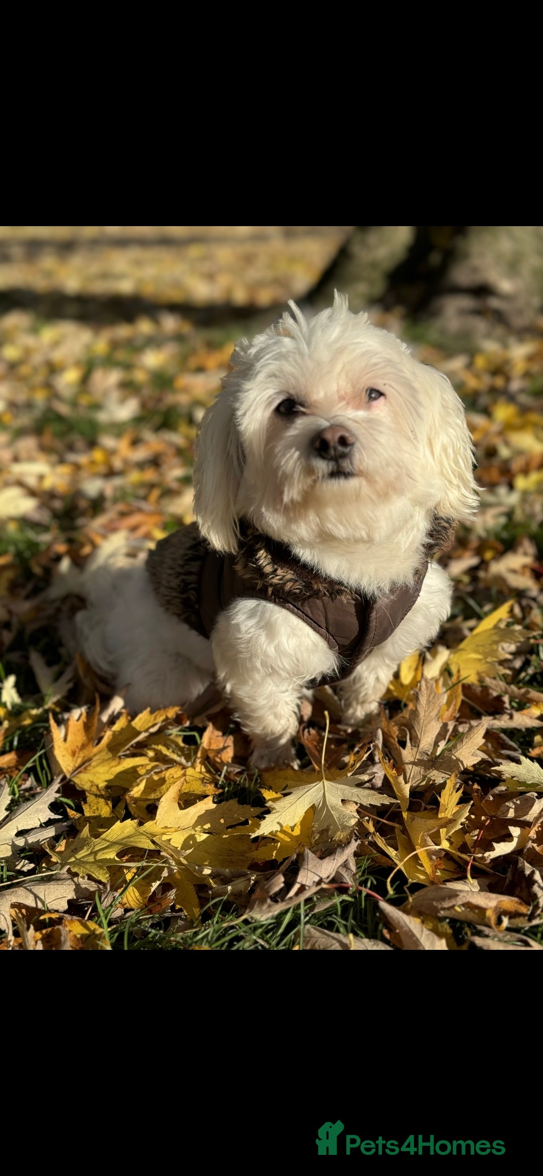 Maltese dogs for sale: ✨ Exquisite Maltese Puppies Available✨ - Advert 20