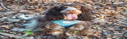 Cocker Spaniel dogs for sale: Beautiful girl for rehoming  - Advert 3