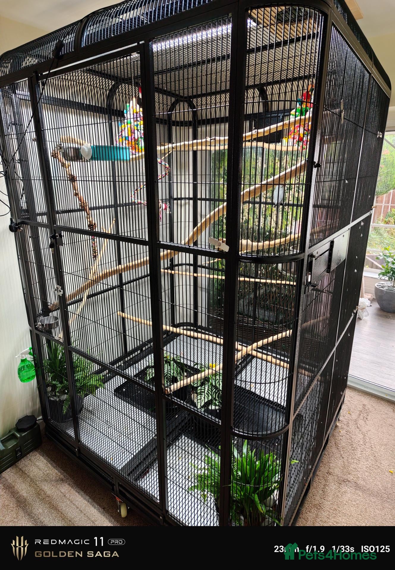 Mixed Breed birds Indoor rainforest aviary and Indian ringneck  - Advert 7