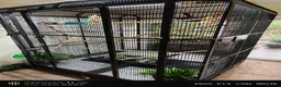 Mixed Breed birds for sale: Indoor rainforest aviary and Indian ringneck  in Derby - Advert 1