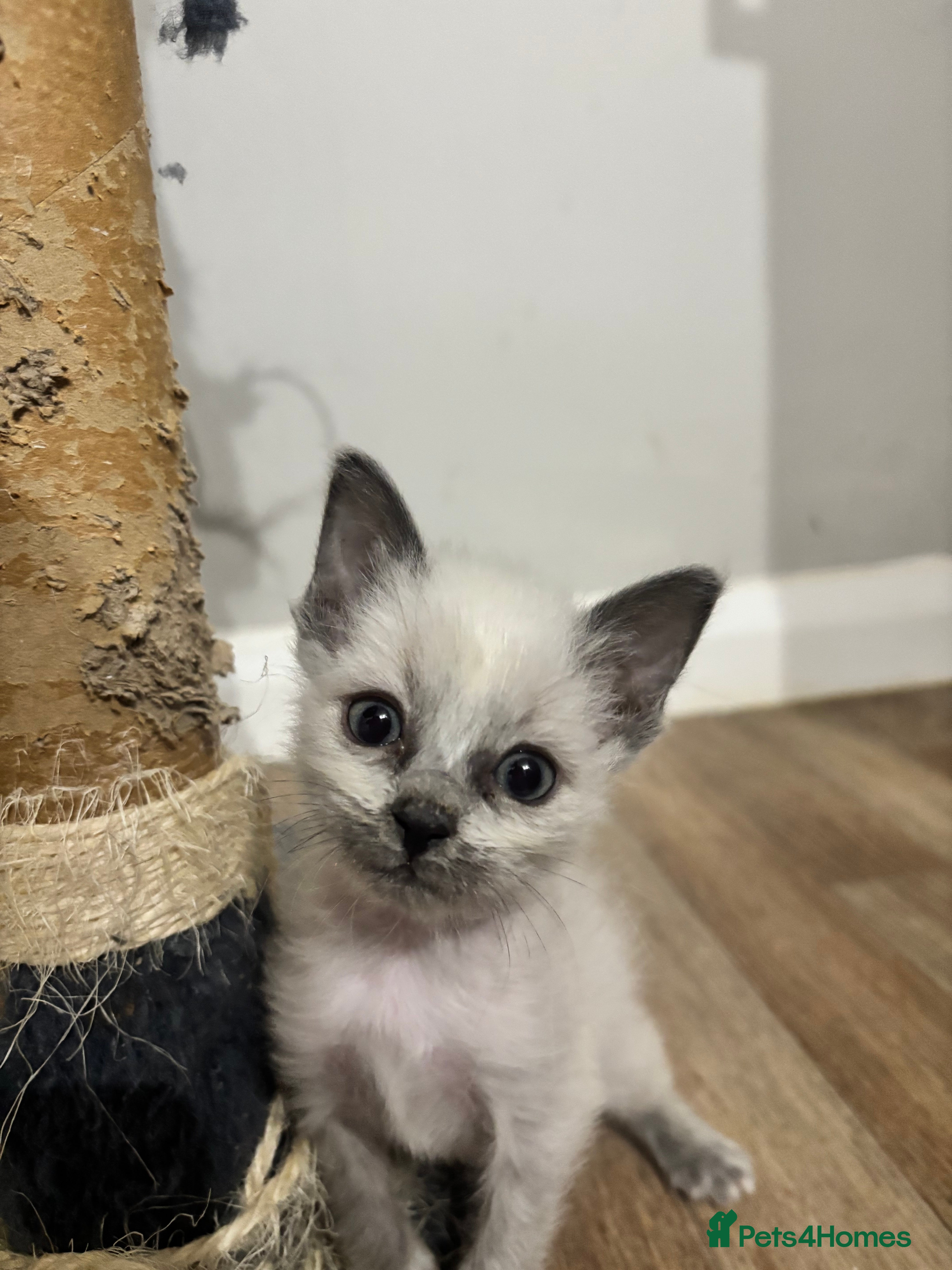 Ragdoll cats for sale: Blue point Ragdoll kittens  - Advert 2
