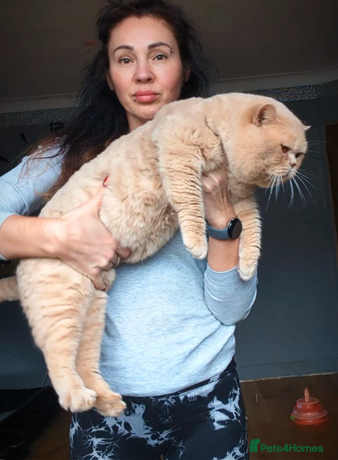 British Shorthair cats for stud: 💦CREAM ‼️ MUSCULAR🩸Blood B❣️GCCF & TICA 💙STUD  - Advert 2