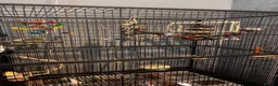 Budgerigars birds for sale: 2 young bonded budgies + cage and accessories - Advert 3