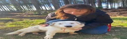 Mixed Breed dogs for adoption: Mica - Norwich Norfolk  in Norwich - Advert 6