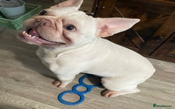 French Bulldog dogs for sale: Platinum Male French bulldog 22 months  - Image 5
