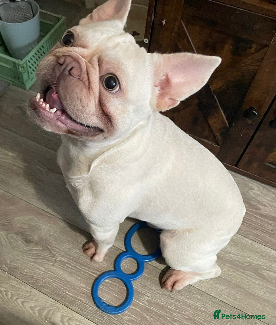 French Bulldog dogs for sale: Platinum Male French bulldog 22 months  - Image 5