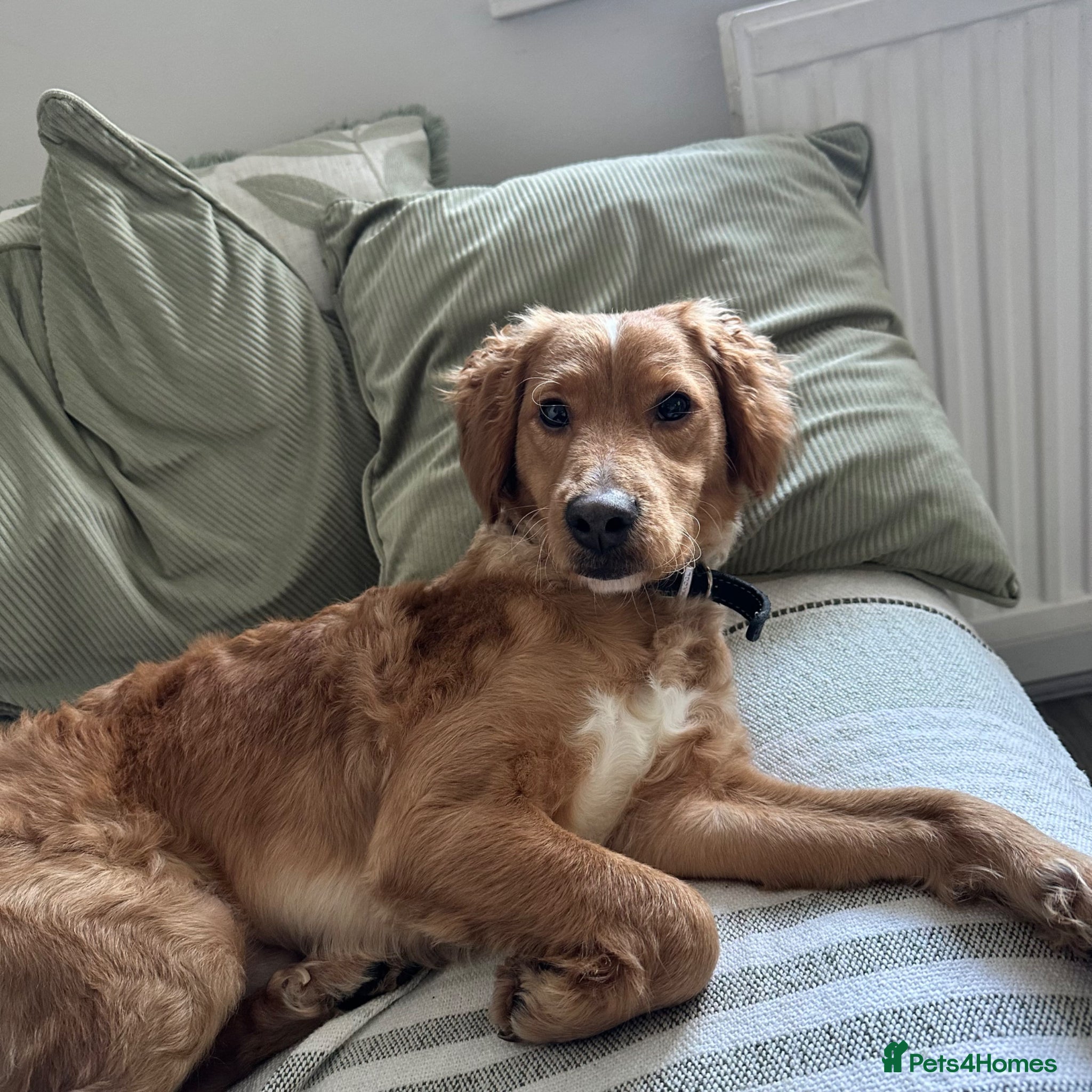 Cockapoo dogs 1 year old male cockapoo - Advert 4